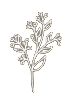 flowe